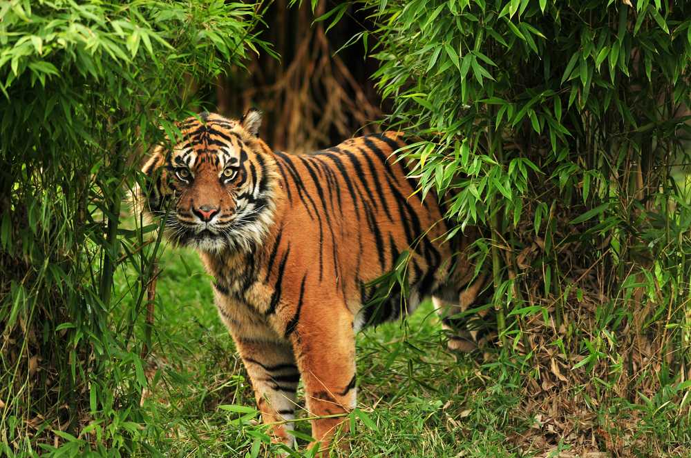 Bengal Tigers