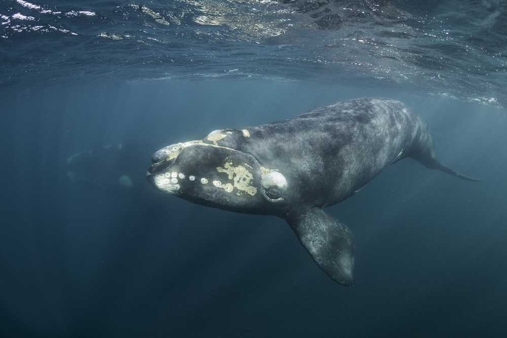 North Atlantic Right Whale