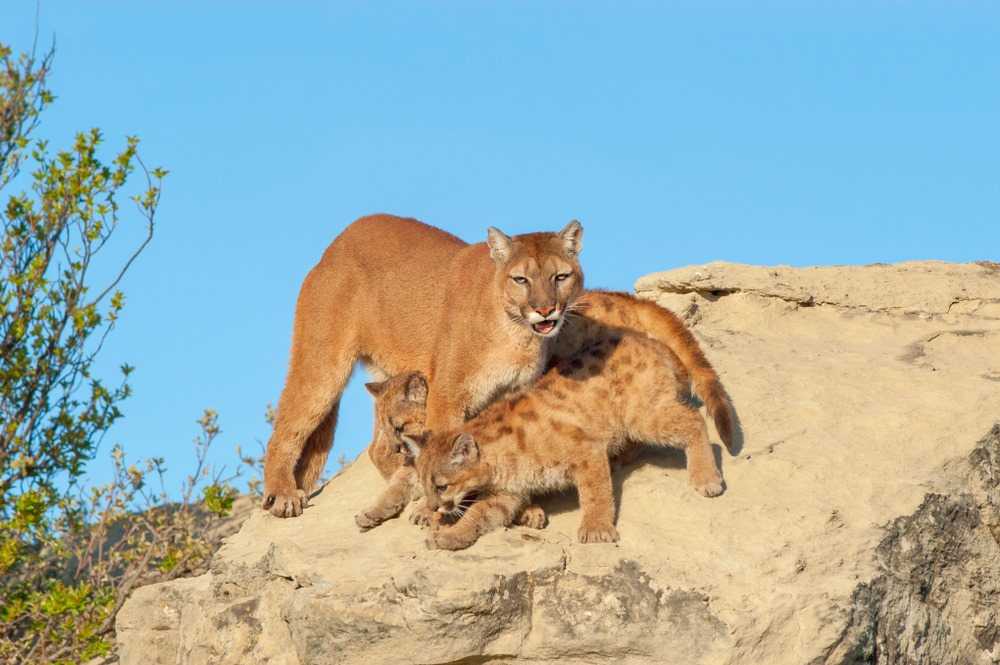 Mountain Lions Click