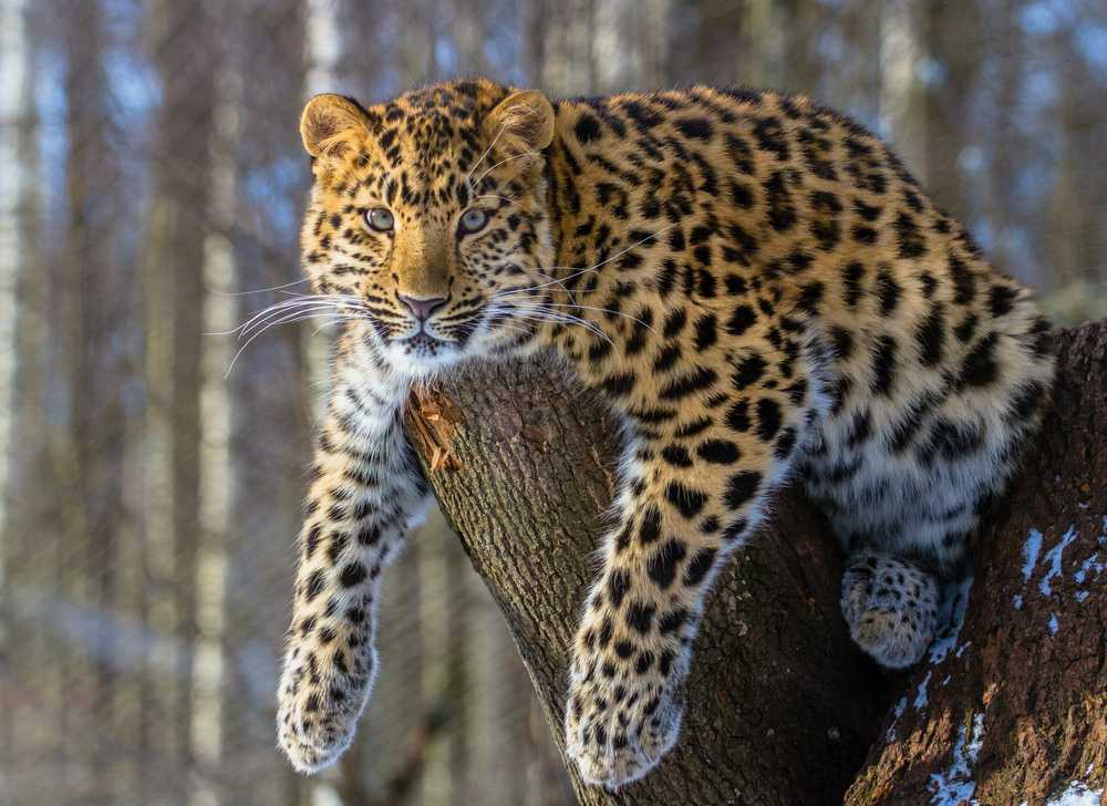 Amur Leopards