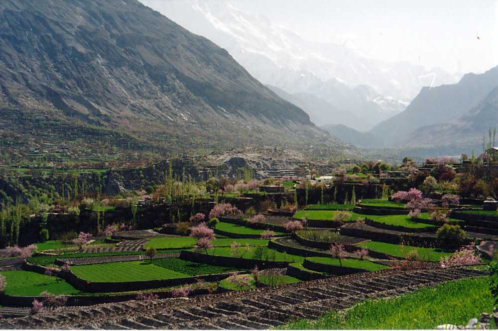 Terraced Fields in Hunza