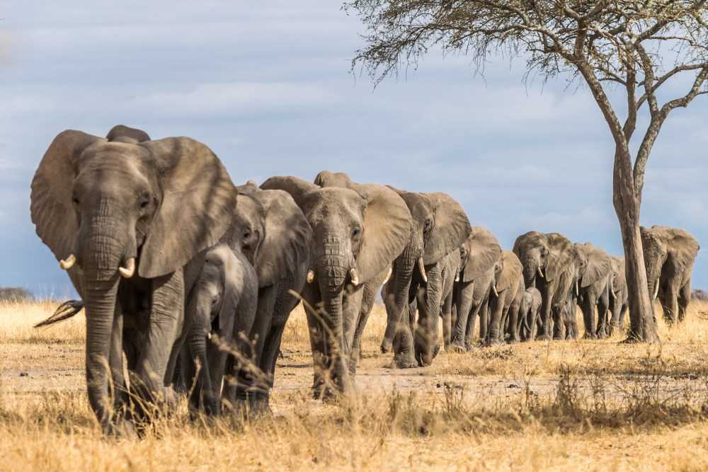 Elephants Roar to Establish Territory