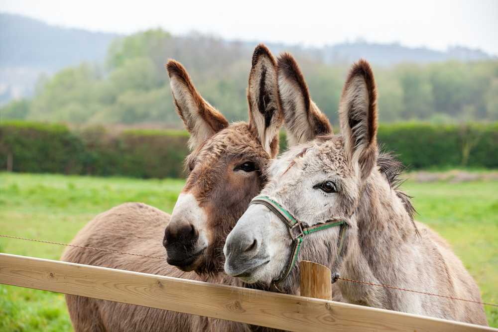 Donkeys Make Two-Toned Call