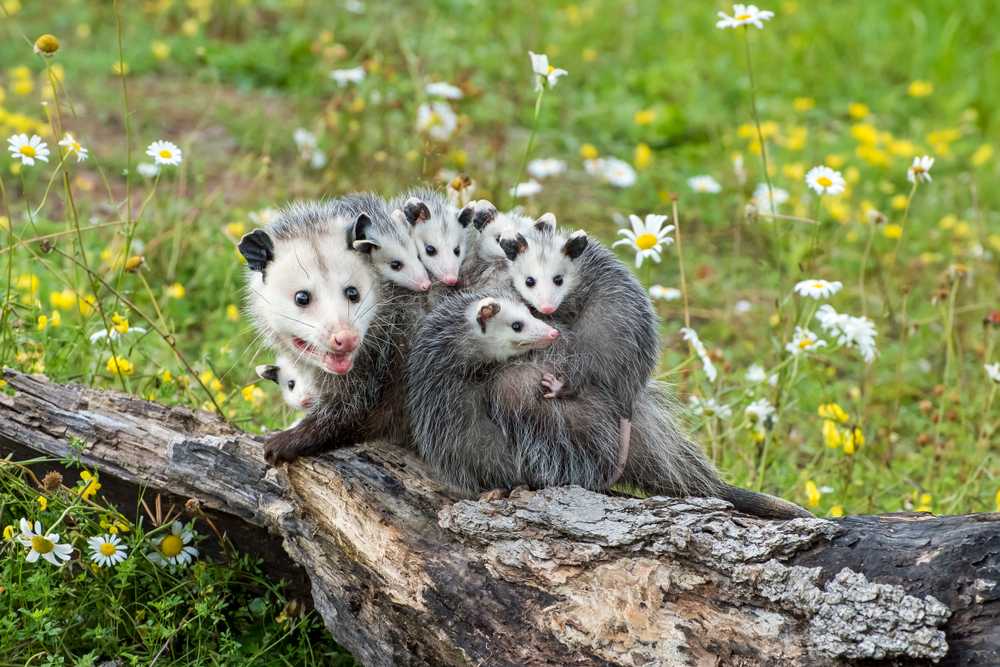 Opossums Make Low Croaks