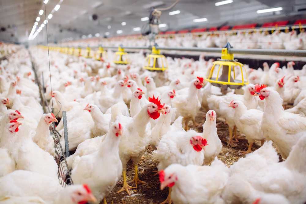 Poultry Farming Business