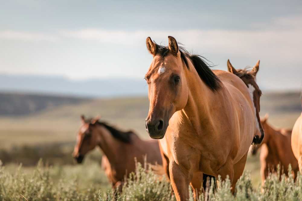 Horses Make Low-Pitched Noises