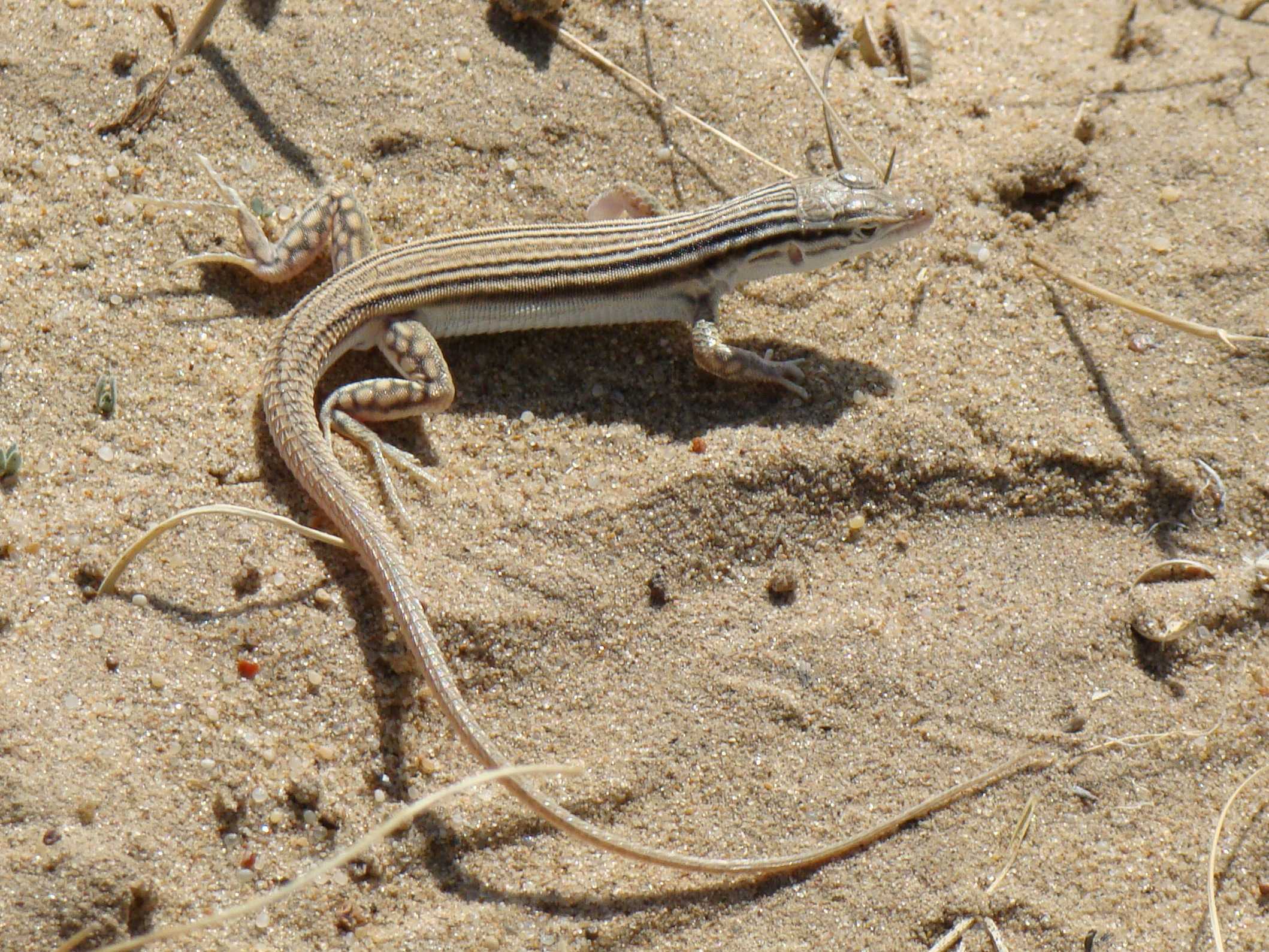 Transcaucasian Racerunner