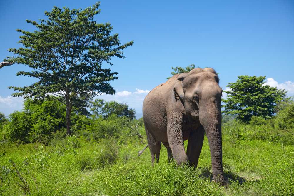 Asian Elephants