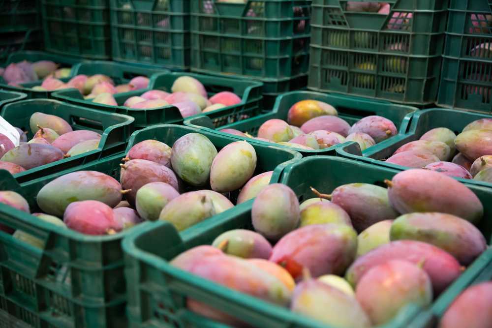 Large Mango Industry