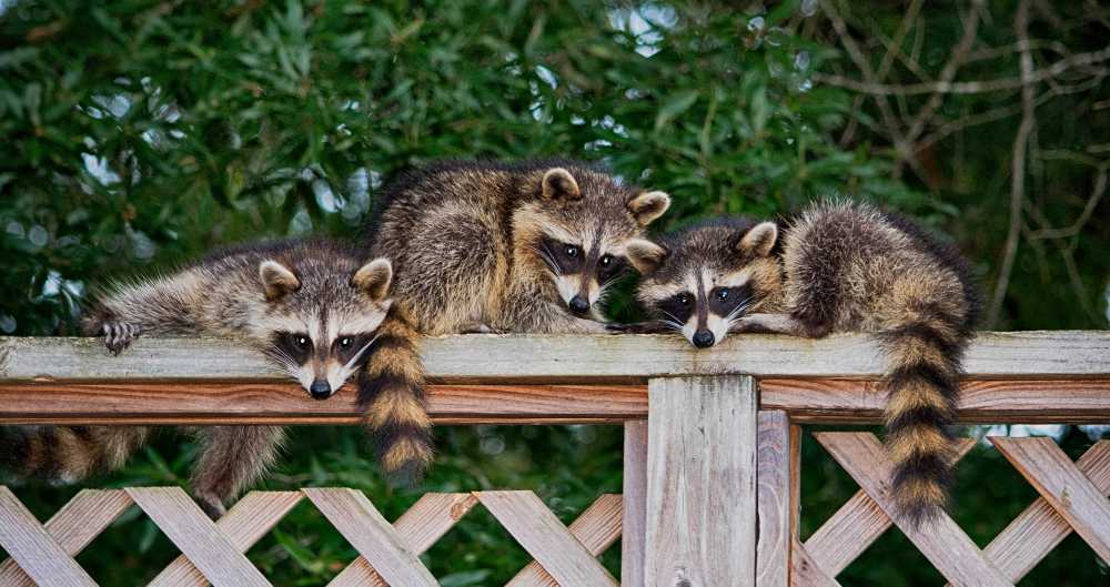 Raccoons Chirp