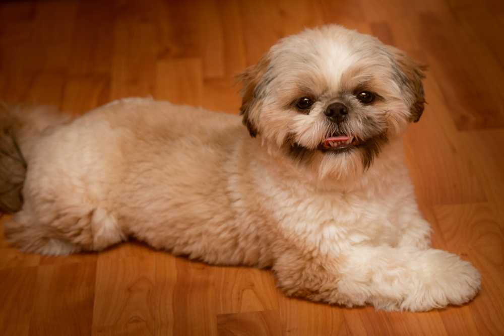 Shaggy Dog Haircuts