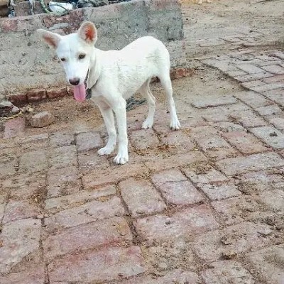Pista Dog For Sale White Colour Profile Picture