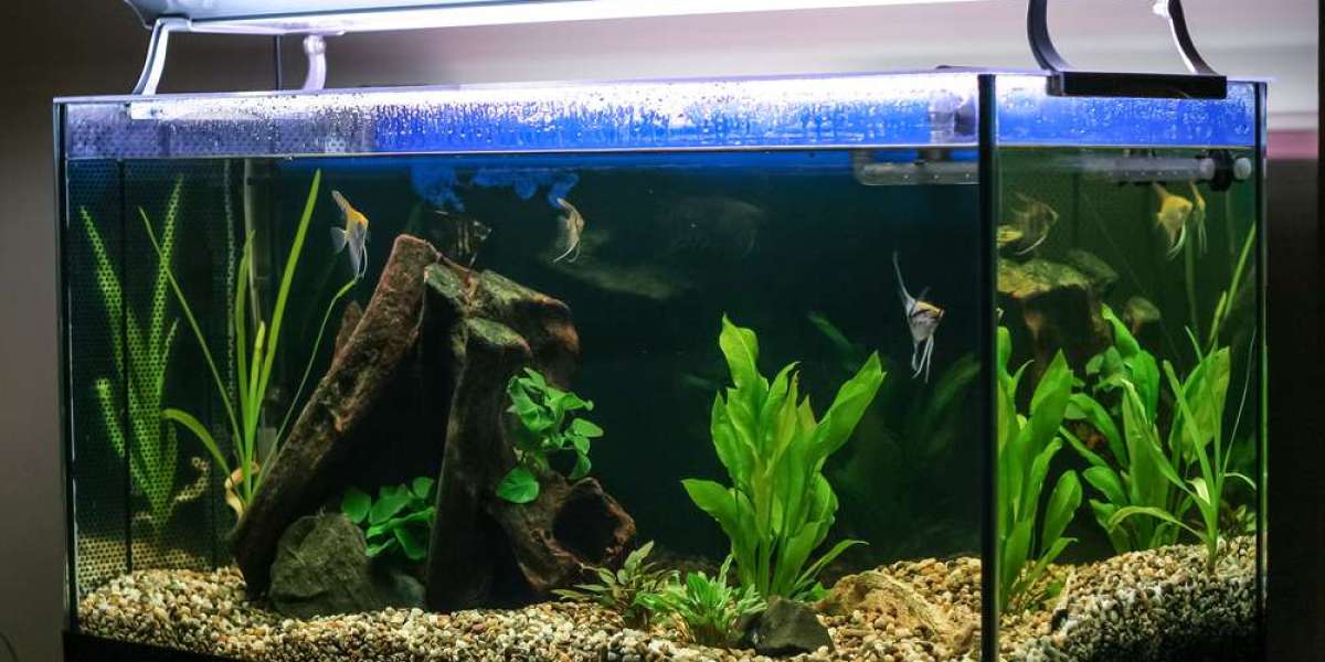 How To Plant Pothos in An Aquarium?