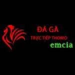 Đá Gà Trực Tiếp Thomo Hôm Nay