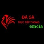 Đá Gà Trực Tiếp Thomo Hôm Nay