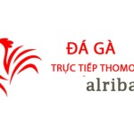 Đá Gà Trực Tiếp Thomo Hôm Nay