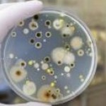 Dangers Of Mold