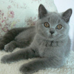 Velvet Kittie