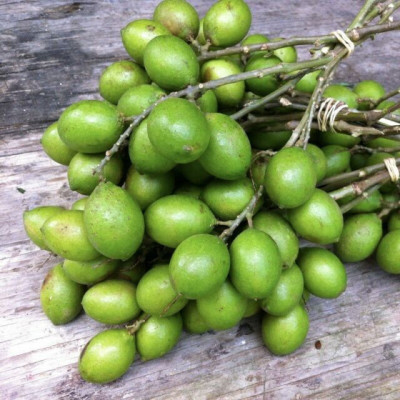 SPANISH LIME / Maranñon (MELICOCCUS BIJUGATU) LIVE FRUIT TREE 10"-18" Profile Picture