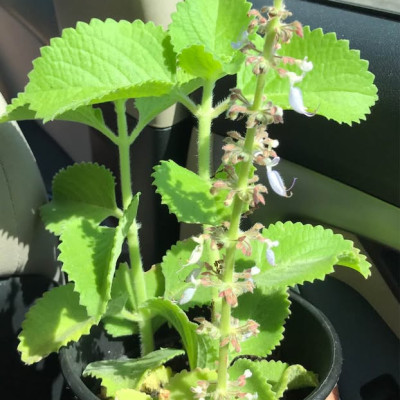 Cuban Oregano, Orégano Orejon (Plectranthus amboinicus) Profile Picture