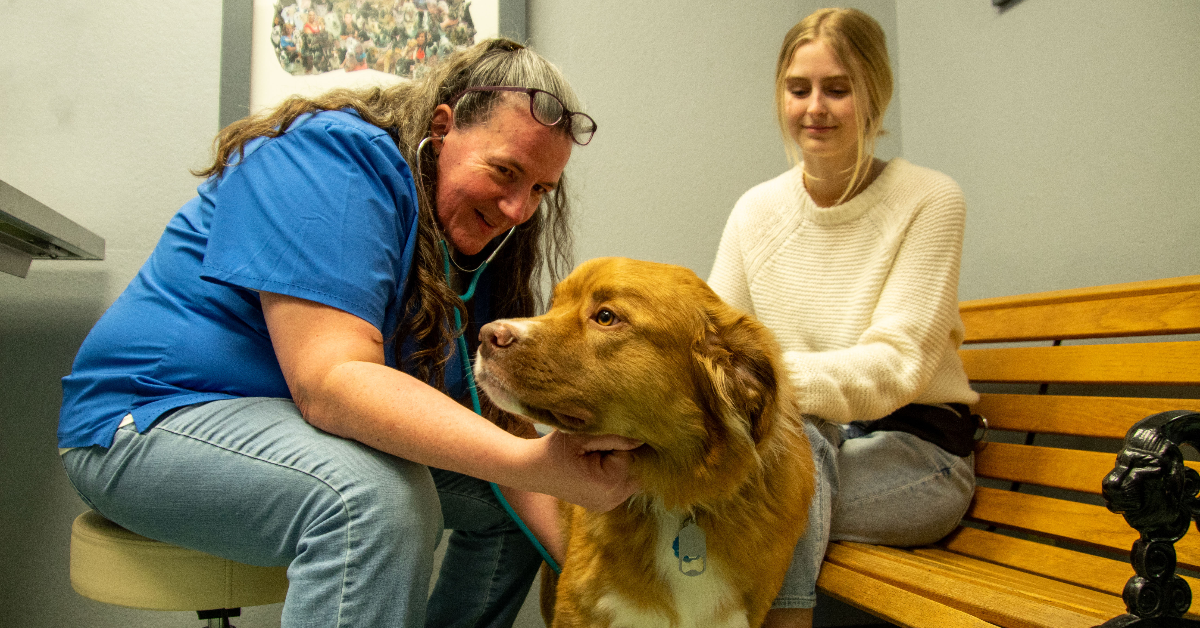 Expert Animal Healthcare At Your Local Midwest City Vet Clinic