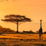 Travelo Africa